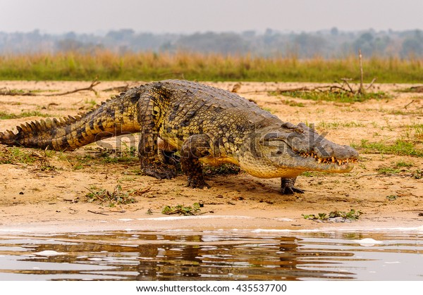 اكتشاف 10 مخلوقات عملاقة من شأنها أن تخيفك   Crocodile-uganda-africa-600w-435537700