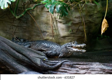 Crocodile At The Vancouver Aquarium