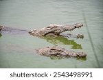 crocodile in the water, Crocodile opening its mouth among other crocodiles