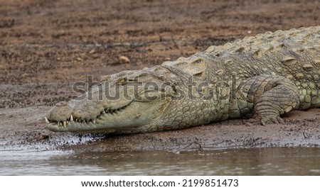 Crocodile in the water; Crocodile sliding into the water; croc walking into the water; croc walking; mugger crocodile; animal sliding in the water; dinosaur; large croc from Yala NP Sri Lanka 