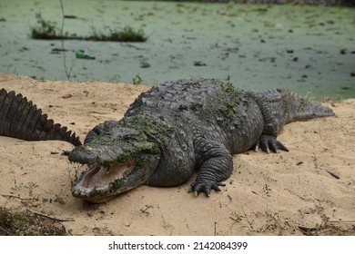 crocodile with wide open mouth and smiling expression 