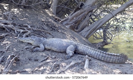 Crocodile In The Wild, Kimberley Coast, Western Australia