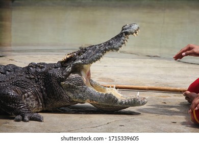 Crocodile In The Zoo Open Mounth 