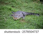 The saltwater crocodile,Crocodylus porosus is a crocodilian native to saltwater habitats, brackish wetlands and freshwater rivers
