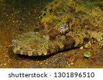 The Crocodilefish (Cymbacephalus beauforti) on the sandy bottom. Underwater animal (De Beaufort