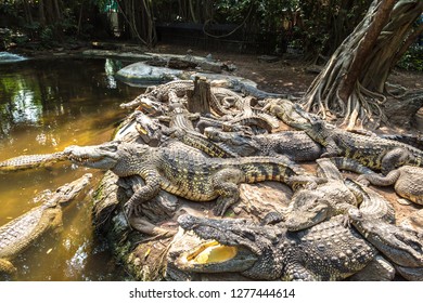 Crocodiles in Bangkok in a summer day