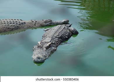 Crocodiles at Crocodile Farm in Thailand.