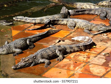 Crocodiles Crocodile Farm Yang Bay Park Stock Photo 557907211 ...