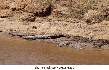 Crocodiles (Crocodilia) In The River