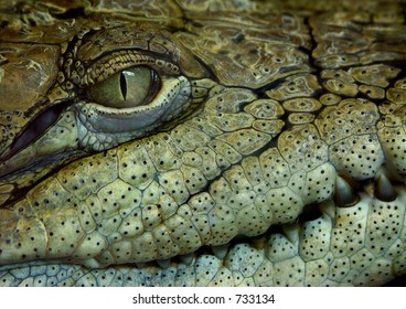 crocodile's face
