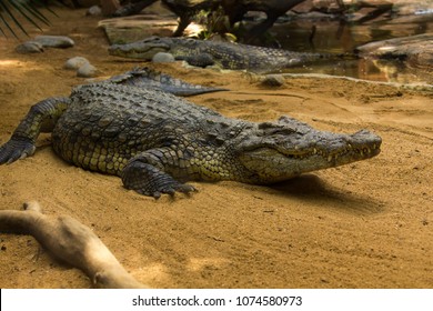 Crocodiles In A Crocodiles Farm