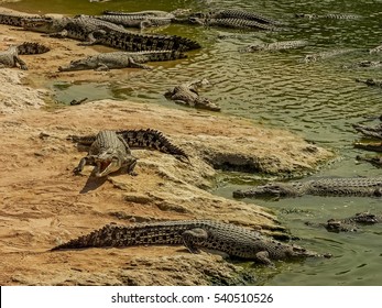 Crocodiles. Freshwater crocodiles on river and river bank Siamese crocodile (Crocodylus siamensis)