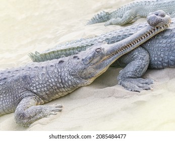 Crocodiles (Gavialis gangeticus) family relaxing on sandy river beach in Chitwan National Park, Nepal.