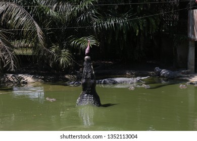 Crocodile farm kuching