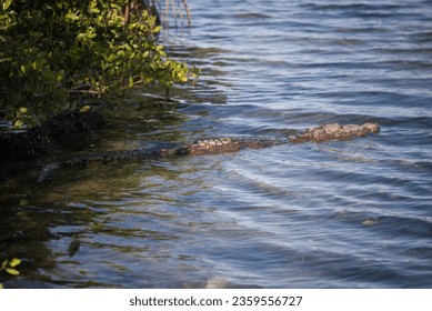 Crocodiles in a Lagoon (Tampico, Mexico) - Shutterstock ID 2359556727