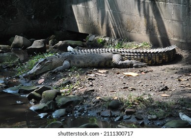 Crocodiles are large reptiles that live in water. ... The main food of crocodiles is vertebrate animals such as fish, reptiles and mammals, sometimes also prey on mollusks and crustaceans depending on - Shutterstock ID 2111300717