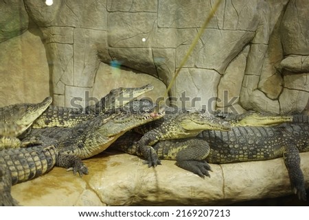 Similar – Image, Stock Photo Green wilderness behind glass