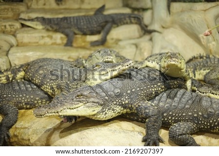 Image, Stock Photo Green wilderness behind glass