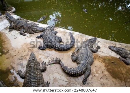 Crocodiles of Million years stone park and crocodile farm in Pattaya.