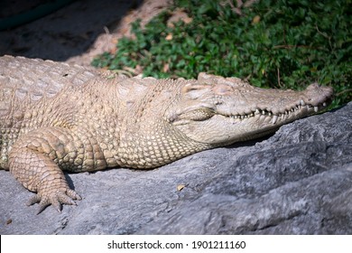 Crocodylus の画像 写真素材 ベクター画像 Shutterstock