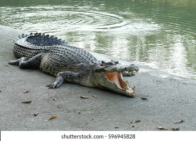 Crocodiles Resting at Crocodile Farm in Thailand