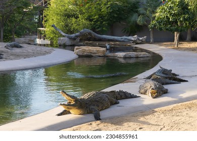 Crocodiles are resting on land under sunset sunlight. Dubai Crocodile Park.