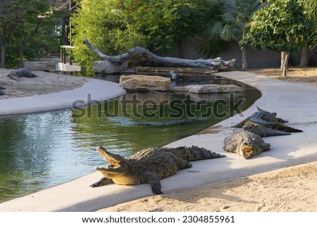 Crocodiles are resting on land under sunset sunlight. Dubai Crocodile Park.