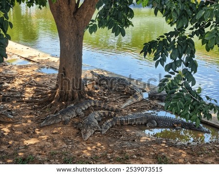 Crocodiles resting under a tree by the water, creating a calm and natural scene.

