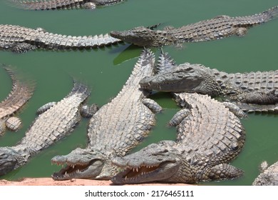 Crocodilesalligators River North Africa Stock Photo 2176465111 ...