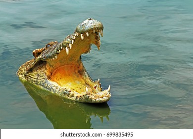 crocodile,Sharp teeth,Amphibians