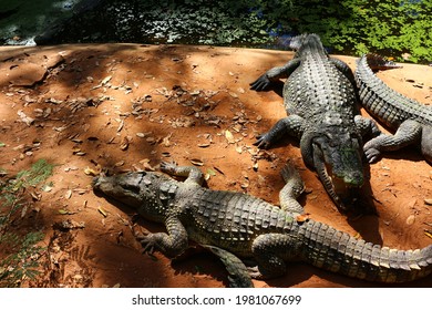 Crocodilia Is An Order Of Mostly Large Predatory