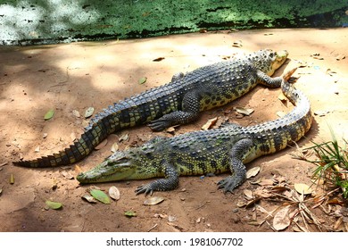 Crocodilia Is An Order Of Mostly Large Predatory