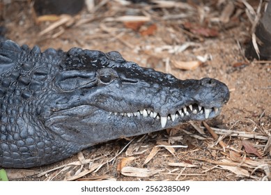 Crocodylus Mindorensis - Philippine Crocodile In The Crocodile Park In Darwin, Australia, on Blurred Background