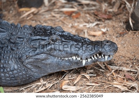 Crocodylus Mindorensis - Philippine Crocodile In The Crocodile Park In Darwin, Australia, on Blurred Background