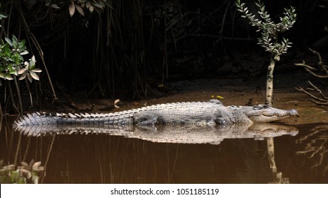 Crocodylus Porosus In Borneo