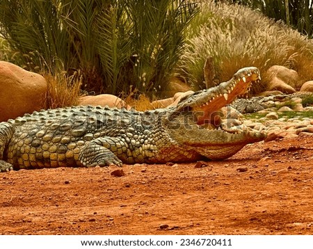 Crocoparc agadir botanical garden and animal park. Large crocodile open mouth.