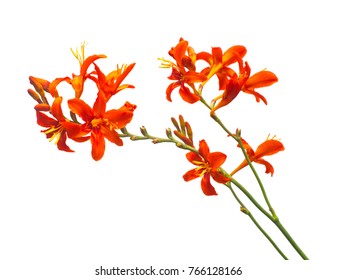 2,431 Crocosmia flowers Images, Stock Photos & Vectors | Shutterstock