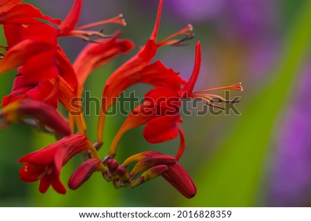 Crocosmia HellFire in the park