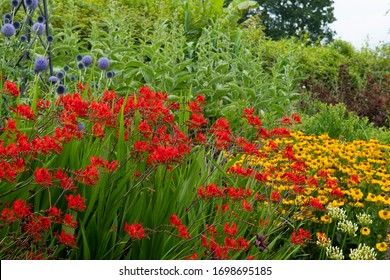 Crocosmia の画像 写真素材 ベクター画像 Shutterstock