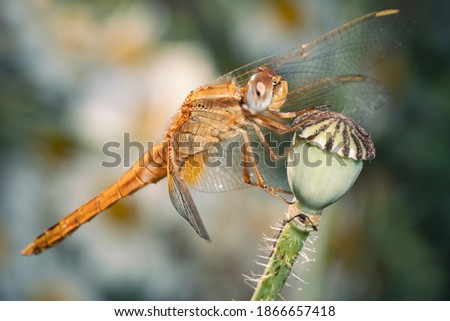 Crocothemis erythraea, common names include broad scarlet, common scarlet-darter, scarlet darter and scarlet dragonfly. Dragonfly on a poppy seed capsule.