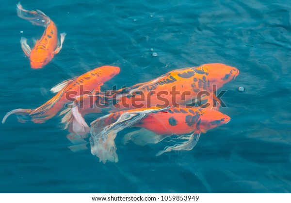 koi fish crocs