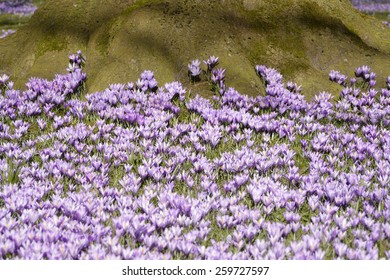 crocus