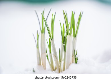 Crocus