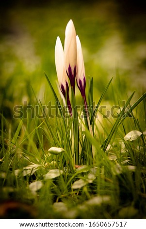 Similar – Image, Stock Photo tropical flow Flower Plant