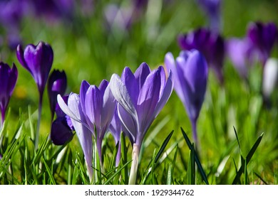 パープル 花 の写真素材 画像 写真 Shutterstock