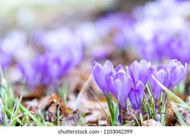 Crocus blossoms in the spring time in Germany