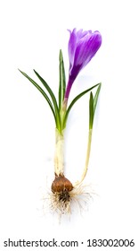 Crocus Bulb And Flower