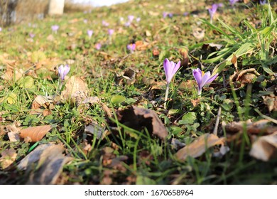 Crocus of different colors in early spring photographed from different positions and angles in the meadow