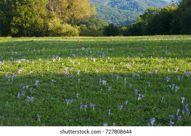 crocus field