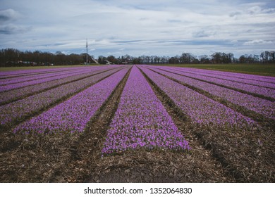 Crocus Field (saffron) In The Netherlands.